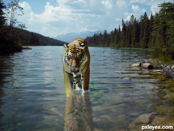 Creation of tiger taking a bath : Final Result